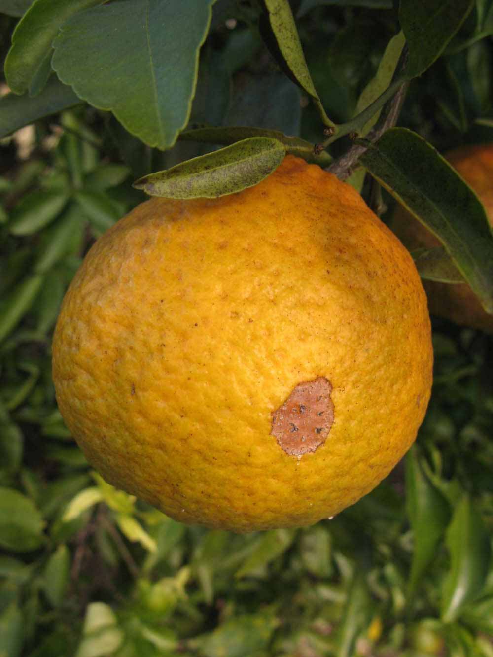              Fruit (Winter Haven, FL)       